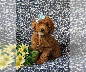Poodle (Miniature) Puppy for sale in NEW HOLLAND, PA, USA