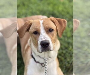 Hoss - Male Labralas Dog for Adoption - Photo #3