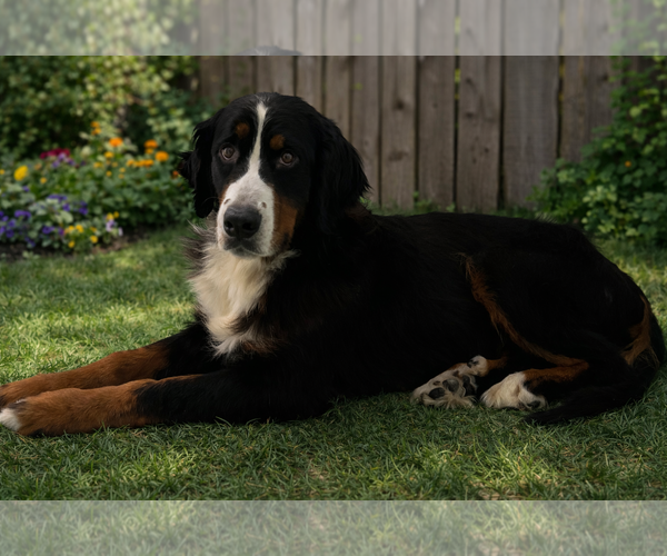 Medium Photo #1 Bernese Mountain Dog Puppy For Sale in Valrico, FL, USA
