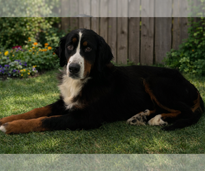Bernese Mountain Dog Dogs for adoption in Valrico, FL, USA