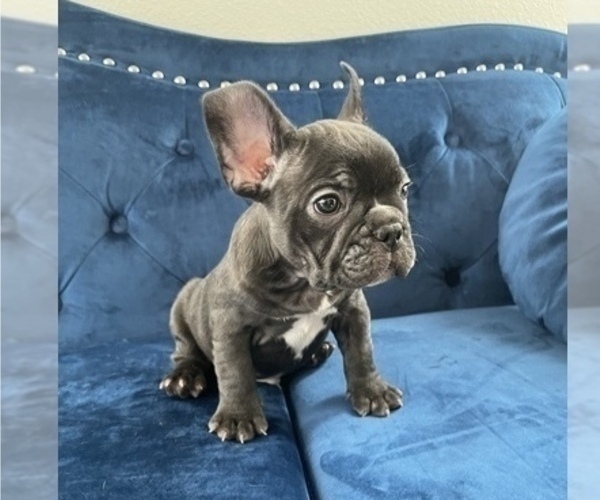 Medium Photo #14 French Bulldog Puppy For Sale in INDIANAPOLIS, IN, USA