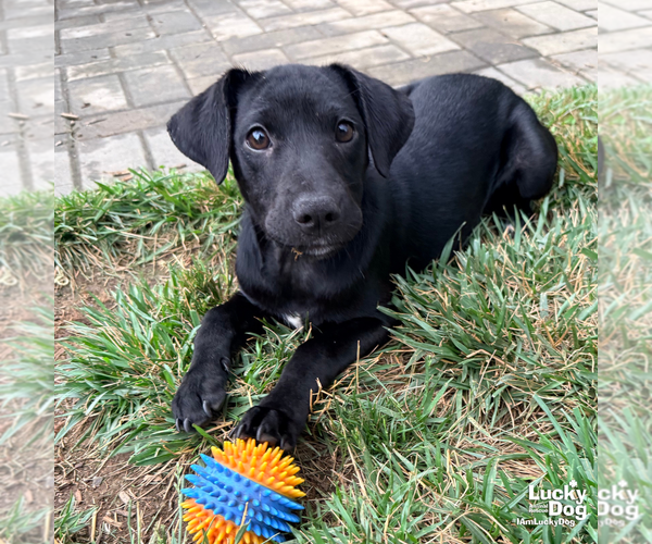 Medium Photo #6 Retriever -Unknown Mix Puppy For Sale in Washington, DC, USA
