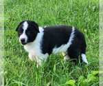 Small Photo #12 Border Collie Puppy For Sale in INDEPENDENCE, WV, USA
