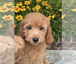 Goldendoodle (Miniature) Puppy for Sale in STERRETT, Alabama USA