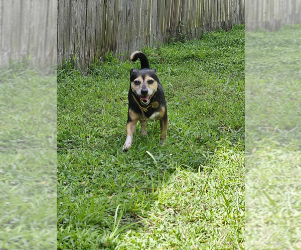 Medium Photo #3 Chipin Puppy For Sale in oakland, FL, USA