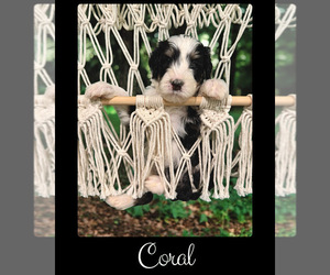 Bernedoodle-Poodle (Standard) Mix Puppy for sale in MENIFEE, CA, USA