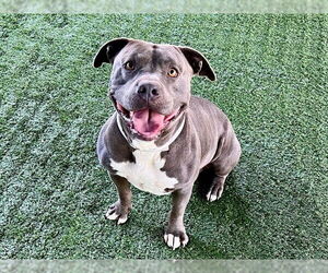 American Pit Bull Terrier Dogs for adoption in Pasadena, CA, USA