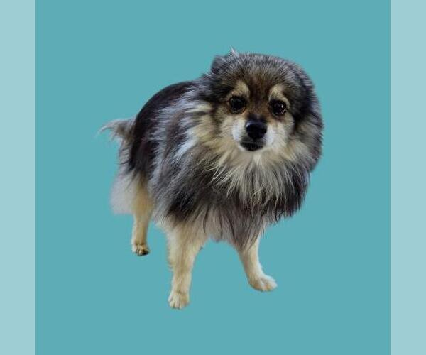 Medium Photo #1 Pomeranian-Unknown Mix Puppy For Sale in Bakersfield, CA, USA
