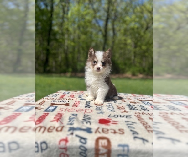 Medium Photo #2 Pomsky Puppy For Sale in DRACUT, MA, USA