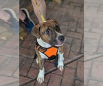 Small #9 Retriever  Mix