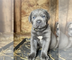 Cane Corso Puppy for Sale in DAMASCUS, Oregon USA