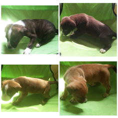  Puppy for sale in PHILADELPHIA, PA, USA