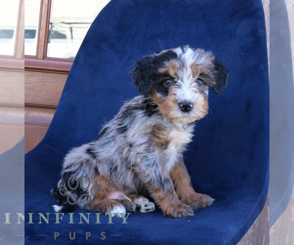 Medium Photo #2 Bernedoodle (Miniature) Puppy For Sale in NARVON, PA, USA