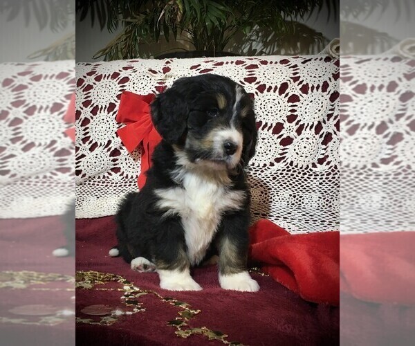 Medium Photo #6 Bernedoodle Puppy For Sale in CLARE, MI, USA