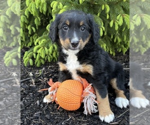 Bernedoodle Puppy for Sale in MIDDLEBURY, Indiana USA