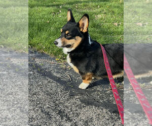 Father of the Pembroke Welsh Corgi puppies born on 09/21/2025