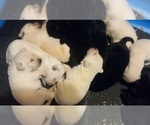 Small Photo #7 Labrador Retriever Puppy For Sale in ATHOL, MA, USA