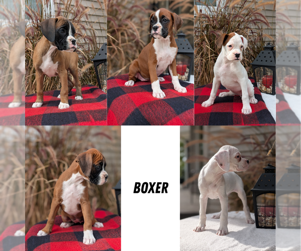 Medium Photo #38 Boxer Puppy For Sale in GOSHEN, IN, USA