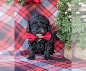 Cavapoo Puppy for sale in CHRISTIANA, PA, USA