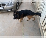 Small Photo #16 German Shepherd Dog Puppy For Sale in MERCED, CA, USA