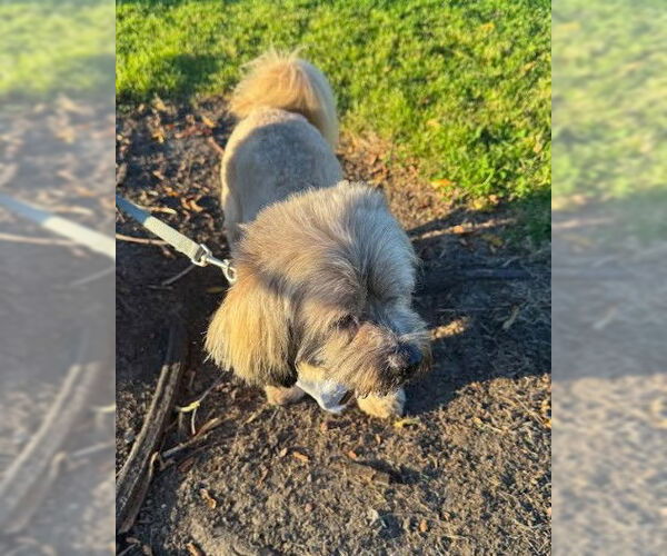 Medium Photo #3 Lhatese Puppy For Sale in San Diego, CA, USA