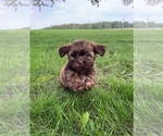 Puppy Charles Zuchon
