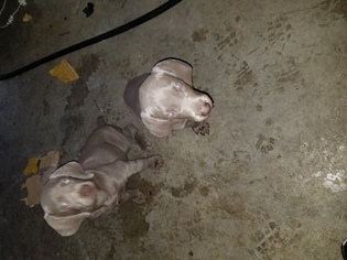 Weimaraner Puppy for sale in COLTON, CA, USA