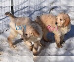 Small Photo #9 Goldendoodle Puppy For Sale in LAPEER, MI, USA