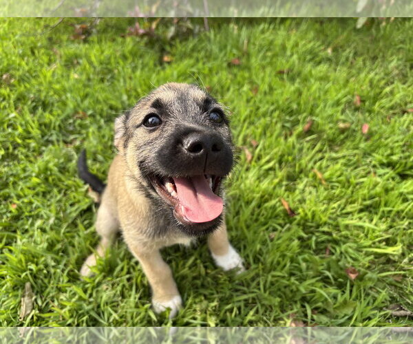 Medium Photo #14 Mutt Puppy For Sale in Brooklyn Center, MN, USA
