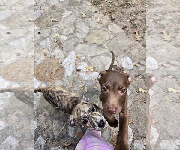 Medium Photo #1 Labrador Retriever-Unknown Mix Puppy For Sale in The Woodlands, TX, USA