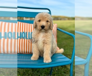 Goldendoodle Puppy for sale in MARYVILLE, MO, USA