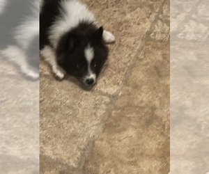 Pomeranian Puppy for Sale in VENICE, Florida USA
