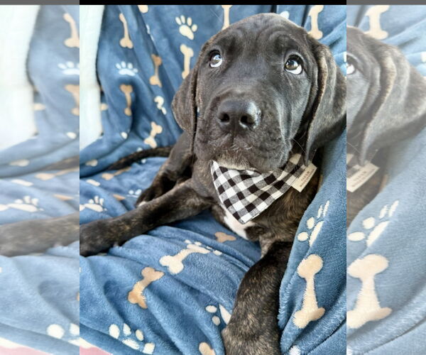 Medium Photo #4 Mutt Puppy For Sale in Goodyear, AZ, USA