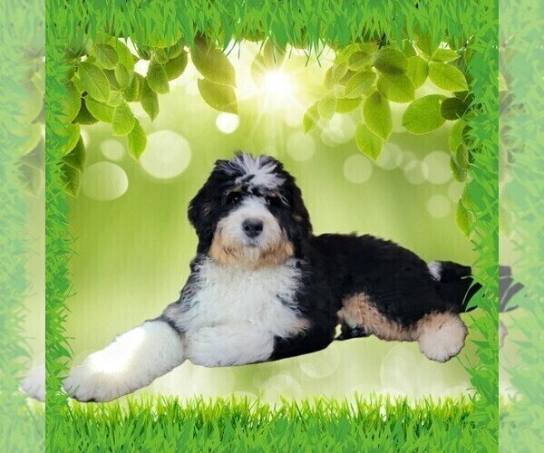 Medium Photo #9 Bernedoodle Puppy For Sale in BLACK FOREST, CO, USA