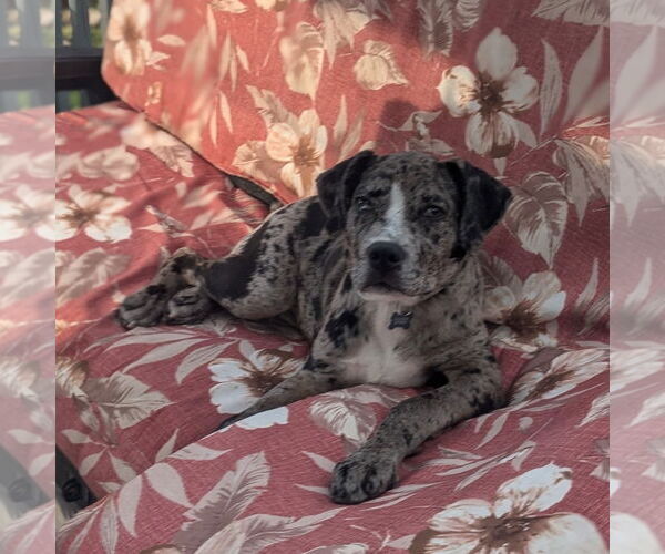 Medium Photo #6 Catahoula Leopard Dog-Unknown Mix Puppy For Sale in Brooklyn Center, MN, USA