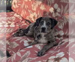 Small #5 Catahoula Leopard Dog Mix