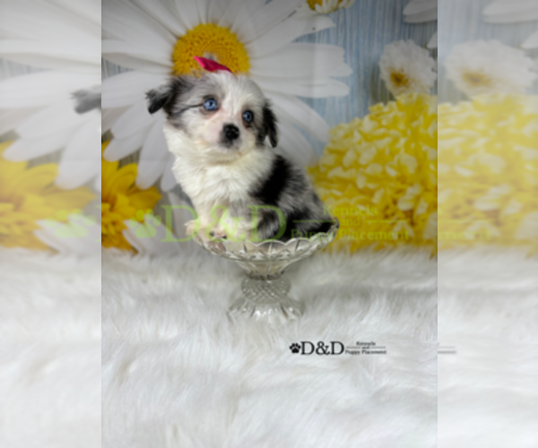 Medium Photo #1 Aussiedoodle Miniature  Puppy For Sale in RIPLEY, MS, USA