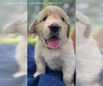 Small Photo #2 Golden Retriever Puppy For Sale in ST PETERSBURG, FL, USA