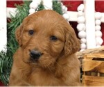 Small Photo #14 Golden Irish Puppy For Sale in JONES, MI, USA