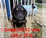Small #7 Labrador Retriever Mix
