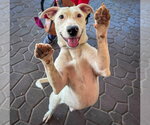 Small #10 Labrador Retriever Mix