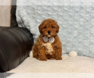 Cavapoo Puppy for sale in CAMPBELLSVILLE, KY, USA