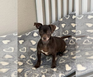Pollyanna - Female Chug Dog for Adoption - Photo #2