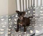 Small Photo #2 Chug Puppy For Sale in Santa Clarita, CA, USA