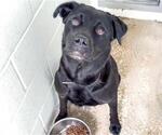 Small #1 Labrador Retriever