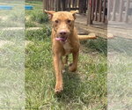 Small American Pit Bull Terrier-Labrador Retriever Mix