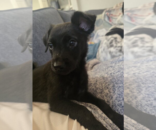 Medium Photo #3 Labrador Retriever-Unknown Mix Puppy For Sale in The Woodlands, TX, USA