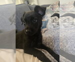 Small #2 Labrador Retriever Mix