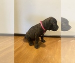 Small Photo #12 Cane Corso Puppy For Sale in SAHUARITA, AZ, USA