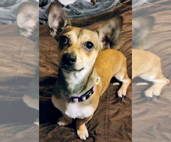 Medium Photo #2 Chiweenie Puppy For Sale in Candler, NC, USA